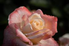 Christophe MIRABEL - Instantby